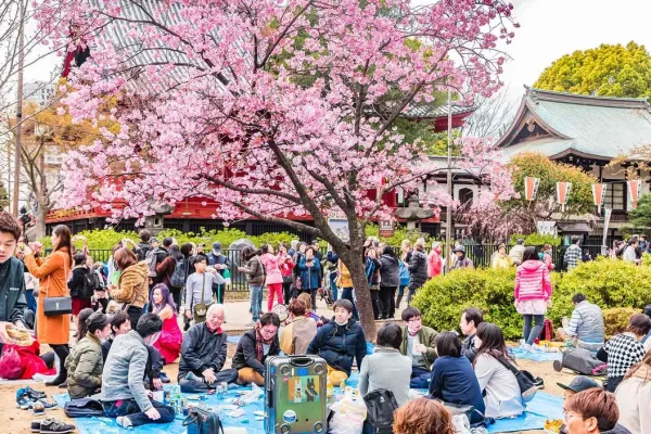 What is Hanami? The meaning of Sakura in Japanese tradition