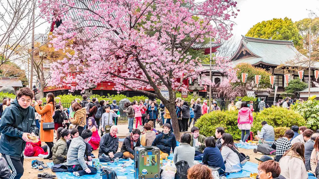 What is Hanami? The meaning of Sakura in Japanese tradition