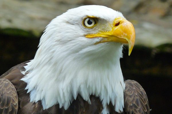 Hancock Bird : Discover the Mysterious Nature of Birds