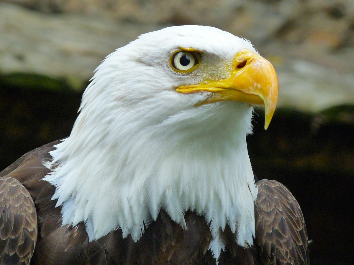 Hancock Bird : Discover the Mysterious Nature of Birds